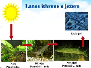 Lanac ishrane u jezeruLanac ishrane u jezeru
Alge
Proizvođači
Biljojed
Potrošač 1. reda
Mesojed
Potrošač 2. reda
Razlagači
 