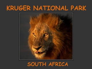 KRUGER NATIONAL PARK SOUTH AFRICA 