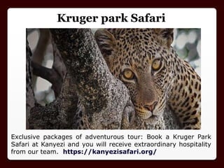 Kruger park Safari
Exclusive packages of adventurous tour: Book a Kruger Park
Safari at Kanyezi and you will receive extraordinary hospitality
from our team. https://kanyezisafari.org/
 
