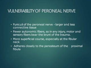 VULNERABILITYOF PERONEAL NERVE
• Funiculi of the peroneal nerve - larger and less
connective tissue
• Fewer autonomic fibers, so in any injury, motor and
sensory fibers bear the brunt of the trauma.
• More superficial course, especially at the fibular
neck
• Adheres closely to the periosteum of the proximal
fibula
 