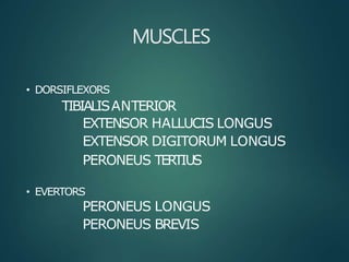 MUSCLES
• DORSIFLEXORS
TIBIALISANTERIOR
EXTENSOR HALLUCIS LONGUS
EXTENSOR DIGITORUM LONGUS
PERONEUS TERTIUS
• EVERTORS
PERONEUS LONGUS
PERONEUS BREVIS
 