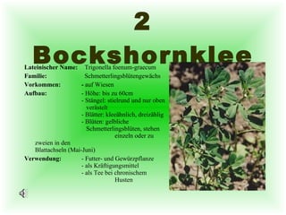 2 Bockshornklee Lateinischer Name:   Trigonella foenum-graecum  Familie:   Schmetterlingsblütengewächs  Vorkommen: -  auf Wiesen Aufbau: - Höhe: bis zu 60cm - Stängel: stielrund und nur oben    verästelt - Blätter: kleeähnlich, dreizählig - Blüten: gelbliche    Schmetterlingsblüten, stehen    einzeln oder zu zweien in den    Blattachseln (Mai-Juni) Verwendung: - Futter- und Gewürzpflanze - als Kräftigungsmittel - als Tee bei chronischem    Husten 
