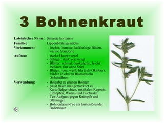 3 Bohnenkraut Lateinischer Name:   Satureja hortensis Familie: Lippenblütengewächs Vorkommen:  - leichte, humose, kalkhaltige Böden,    warme Standorte Aufbau: -  starke Hauptwurzel -  Stängel: stark verzweigt -  Blätter: schmal, dunkelgrün, leicht   behaart, fast ohne Stiel -  Blüten: rosa, weiß, lila (Juli-Oktober),   bilden in oberen Blattachseln   Scheinähren Verwendung: -  Beigabe zu grünen Bohnen -  passt frisch und getrocknet zu    Kartoffelgerichten, rustikalen Ragouts,     Eintöpfen, Wurst- und Fischsalat -  Tee-Aufguss gegen Krämpfe und    Blähungen -  Bohnenkraut-Tee als hustenlösender   Badezusatz   