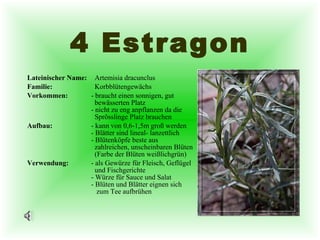 4 Estragon Lateinischer Name:   Artemisia dracunclus  Familie:   Korbblütengewächs Vorkommen: - braucht einen sonnigen, gut    bewässerten Platz - nicht zu eng anpflanzen da die    Sprösslinge Platz brauchen  Aufbau: - kann von 0,6-1,5m groß werden - Blätter sind lineal- lanzettlich - Blütenköpfe beste aus    zahlreichen, unscheinbaren Blüten    (Farbe der Blüten weißlichgrün) Verwendung: - als Gewürze für Fleisch, Geflügel    und Fischgerichte - Würze für Sauce und Salat - Blüten und Blätter eignen sich    zum Tee aufbrühen 