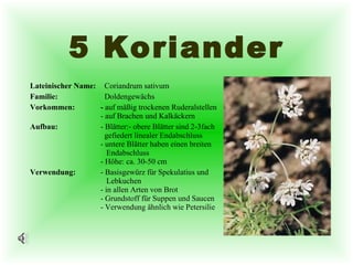 5 Koriander Lateinischer Name:   Coriandrum sativum  Familie:   Doldengewächs Vorkommen: -  auf mäßig trockenen Ruderalstellen - auf Brachen und Kalkäckern Aufbau: - Blätter:- obere Blätter sind 2-3fach    gefiedert linealer Endabschluss - untere Blätter haben einen breiten    Endabschluss - Höhe: ca. 30-50 cm Verwendung: - Basisgewürz für Spekulatius und    Lebkuchen - in allen Arten von Brot - Grundstoff für Suppen und Saucen - Verwendung ähnlich wie Petersilie 