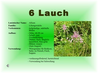 6 Lauch Lateinischer Name:   Allium Familie:   Liliengewächs Vorkommen:   tiefgründige, nahrhafte    Böden Aufbau: - Höhe: 40-90 cm - Schaft- statt    Zwiebelbildung - Blätter: flach, länglich-   lanzettlich, blau-grün - Blüten: rosarot   (Juni-August) Verwendung: - Würzgemüse für Rohkost,    Salat, zu Fleisch, Fisch,    Suppen - verdauungsfördernd, harntreibend - Verwendung bei Schwellung 
