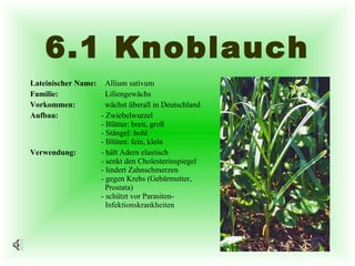 6.1 Knoblauch Lateinischer Name:   Allium sativum Familie:    Liliengewächs Vorkommen:   wächst überall in Deutschland Aufbau:  - Zwiebelwurzel - Blätter: breit, groß - Stängel: hohl - Blüten: fein, klein Verwendung: - hält Adern elastisch - senkt den Cholesterinspiegel - lindert Zahnschmerzen - gegen Krebs (Gebärmutter,    Prostata) - schützt vor Parasiten-   Infektionskrankheiten 