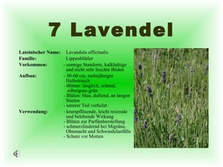7 Lavendel Lateinischer Name:   Lavandula officinalis Familie:     Lippenblütler   Vorkommen: - sonnige Standorte, kalkhaltige    und nicht sehr feuchte Böden Aufbau:   - 30-60 cm, mehrjähriger    Halbstrauch    - Blätter: länglich, schmal,    silbergrau-grün  - Blüten: blau, duftend, an langen    Stielen  - unterer Teil verholzt Verwendung:   - krampflösende, leicht reizende      und belebende Wirkung  - Blüten zur Parfümherstellung  - schmerzlindernd bei Migräne,    Ohnmacht und Schwindelanfälle - Schutz vor Motten 