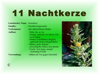 11 Nachtkerze Lateinischer Name: Oenothera Familie:   Nachtkerzengewächs Vorkommen: sehr nährstoffarme Böden Aufbau: - Höhe: bis zu 1m - Stängel: aufrecht, im oberen Teil   etwas kantig - Blätter: Grundblätter länglich,     zahlreiche kleine Stängelblätter - Blüten: groß, duftend    schwefelgelb; öffnen sich abends - Frucht: 3cm lange, stumpf    vierkantige Frucht  Verwendung: -  Blätter als Tee gegen Durchfall   