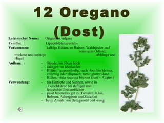 12 Oregano (Dost)   Lateinischer Name:  Origanum vulgare  Familie:       Lippenblütengewächs Vorkommen:     kalkige Böden, an Rainen, Waldränder, auf    sonnigem Ödland, trockene und steinige      Abhänge und Hügel Aufbau: -  Staude, bis 50cm hoch            -     Stängel: rot überlaufen -     Blätter:  gegenständig, nach oben hin kleiner,     eiförmig oder elliptisch, meist glatter Rand  -     Blüten: viele rosarote bis rote (Juni – August) Verwendung: -  für Eintöpfe und Suppen, sowie in    Fleischküche bei deftigen und    fettreichen Bratenstücken  -     passt besonders gut zu Tomaten, Käse,    Bohnen, Auberginen und Zucchini -  beim Ansatz von Oreaganoöl und -essig  