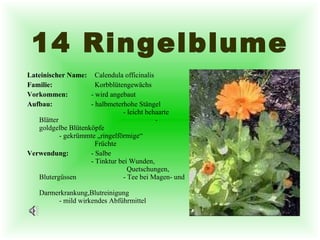 14 Ringelblume Lateinischer Name:     Calendula officinalis Familie:     Korbblütengewächs  Vorkommen:   - wird angebaut  Aufbau:   - halbmeterhohe Stängel  - leicht behaarte Blätter  - goldgelbe Blütenköpfe  - gekrümmte „ringelförmige“    Früchte Verwendung:   - Salbe - Tinktur bei Wunden,    Quetschungen, Blutergüssen - Tee bei Magen- und    Darmerkrankung,Blutreinigung - mild wirkendes Abführmittel   