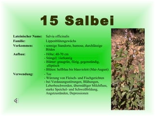 15 Salbei Lateinischer Name:   Salvia officinalis Familie:   Lippenblütengewächs Vorkommen: - sonnige Standorte, humose, durchlässige   Böden Aufbau: - Höhe: 40-70 cm - Stängel: vierkantig - Blätter: graugrün, filzig, gegenständig,    elliptisch - Blüten: hellblau bis blauviolett (Mai-August) Verwendung: - Tee - Würzung von Fleisch- und Fischgerichten - bei Verdauungsstörungen, Blähungen,    Leberbeschwerden, übermäßiger Milchfluss,    starke Speichel- und Schweißbildung,    Angstzuständen, Depressionen 