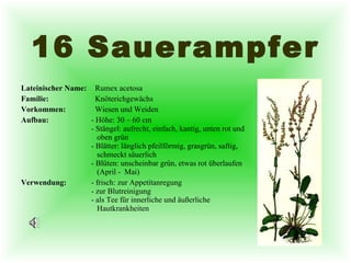 16 Sauerampfer Lateinischer Name:   Rumex acetosa  Familie:   Knöterichgewächs  Vorkommen:   Wiesen und Weiden Aufbau: - Höhe: 30 – 60 cm  - Stängel: aufrecht, einfach, kantig, unten rot und    oben grün - Blätter: länglich pfeilförmig, grasgrün, saftig,    schmeckt säuerlich - Blüten: unscheinbar grün, etwas rot überlaufen    (April -  Mai)  Verwendung: - frisch: zur Appetitanregung - zur Blutreinigung - als Tee für innerliche und äußerliche    Hautkrankheiten 