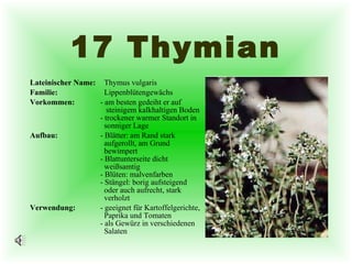 17 Thymian Lateinischer Name:   Thymus vulgaris  Familie:   Lippenblütengewächs Vorkommen: - am besten gedeiht er auf    steinigem kalkhaltigen Boden - trockener warmer Standort in    sonniger Lage Aufbau: - Blätter: am Rand stark    aufgerollt, am Grund    bewimpert - Blattunterseite dicht    weißsamtig - Blüten: malvenfarben - Stängel: borig aufsteigend    oder auch aufrecht, stark    verholzt Verwendung: - geeignet für Kartoffelgerichte,    Paprika und Tomaten - als Gewürz in verschiedenen   Salaten 