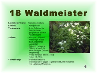 18 Waldmeister Lateinischer Name :  Galium odoratum Familie:     Rötegewächs Vorkommen:   lichte Schatten in    Buschwäldern,    gelegentlich auch in    Nadelwäldern Aufbau: - Wurzeln: fein und    verzweigt, bilden    flachkriechende    Ausläufer - Stängel: vierkantig - Blätter: schmal, in    sternförmigen Quirlen,   etagenartig - weiße duftende Blüten (Mai) - Höhe: 10-30cm Verwendung: -  Waldmeisterbowle - Waldmeistertee gegen Migräne und Kopfschmerzen - regt Leber und Nieren an 