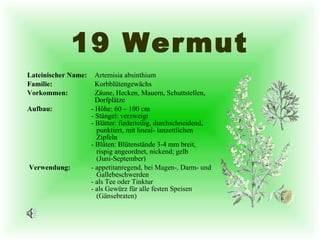 19 Wermut Lateinischer Name:   Artemisia absinthium  Familie:   Korbblütengewächs Vorkommen:   Zäune, Hecken, Mauern, Schuttstellen,    Dorfplätze Aufbau: - Höhe: 60 – 100 cm   - Stängel: verzweigt   - Blätter: fiederteilig, durchschneidend,    punktiert, mit lineal- lanzettlichen    Zipfeln - Blüten: Blütenstände 3-4 mm breit,    rispig angeordnet, nickend; gelb       (Juni-September)   Verwendung: - appetitanregend, bei Magen-, Darm- und    Gallebeschwerden - als Tee oder Tinktur - als Gewürz für alle festen Speisen    (Gänsebraten) 