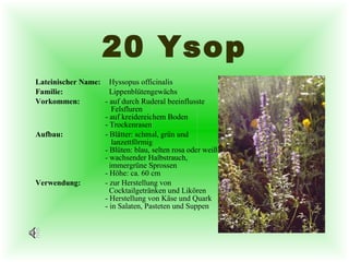 20 Ysop Lateinischer Name:   Hyssopus officinalis Familie:   Lippenblütengewächs Vorkommen: - auf durch Ruderal beeinflusste    Felsfluren - auf kreidereichem Boden - Trockenrasen Aufbau: - Blätter: schmal, grün und    lanzettförmig - Blüten: blau, selten rosa oder weiß - wachsender Halbstrauch,    immergrüne Sprossen - Höhe: ca. 60 cm Verwendung: - zur Herstellung von    Cocktailgetränken und Likören - Herstellung von Käse und Quark - in Salaten, Pasteten und Suppen 