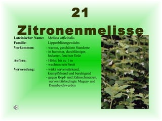 21 Zitronenmelisse Lateinischer Name:   Melissa officinalis Familie:   Lippenblütengewächs Vorkommen: - warme, geschützte Standorte - in humoser, durchlässiger,    lockerer, feuchter Erde Aufbau: - Höhe: bis zu 1 m - wachsen sehr breit Verwendung: - wirkt nervenstärkend,    krampflösend und beruhigend - gegen Kopf- und Zahnschmerzen,    nervositätsbedingte Magen- und    Darmbeschwerden 