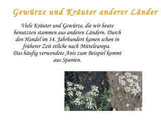 Viele Kräuter und Gewürze, die wir heute benutzten stammen aus anderen Ländern. Durch den Handel im 14. Jahrhundert kamen schon in früherer Zeit etliche nach Mitteleuropa.  Das häufig verwendete Anis zum Beispiel kommt aus Spanien. Gewürze und Kräuter anderer Länder 