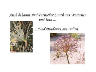 Auch bekannt sind Persischer Lauch aus Westasien und Iran ...  ...Und Pandanus aus Indien.   