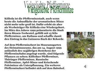 Kölleda ist die Pfefferminzstadt, auch wenn heute die Anbaufläche der aromatischen Minze nicht mehr sehr groß ist. Dafür erlebt sie aber als Werbeträger für Kölleda eine Wiedergeburt. Im März des Jahres 1999 präsentierte die Stadt ihren Riesen-Teebeutel, gefüllt mit 15 Kilo Pfefferminze, am Rathaus und schaffte damit den Eintrag in das Guinness-Buch der Rekorde .   Auf dem Pfefferminzbeet im Museumsgarten des Heimatmuseums, das am 14. August 1999 anlässlich des 125jährigen Bestehens der Pfefferminzbahn angelegt wurde, sind folgende Pflanzen zu sehen: Kölledaer Pfefferminze, Thüringer Pfefferminze, Russische Pfefferminze, Apfel-Minze und Kriechende Poleiminze als Unterpflanzung. Ein weiteres Pfefferminzbeet befindet sich auf dem Bahnhof. Vielgeliebte Pfefferminze 