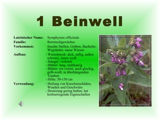 1 Beinwell Lateinischer Name:   Symphytum officinale Familie:   Borretschgewächse Vorkommen:   feuchte Stellen, Gräben, Bachufer,    Wegränder, nasse Wiesen Aufbau: - Wurzelstock: dick, saftig, außen    schwarz, innen weiß - Stängel: verästelt - Blätter: lang, rauhhaarig - Blüten: rot-violett, auch glockig,    gelb-weiß, in überhängenden    Trauben - Höhe: 50-150 cm Verwendung: - Heilung von Knochenschäden,    Wunden und Geschwüre - Dosierung gering halten, hat    krebserregende Eigenschaften 