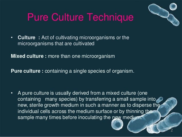 isolation and preservation of pure baterial culture pure culture technique
