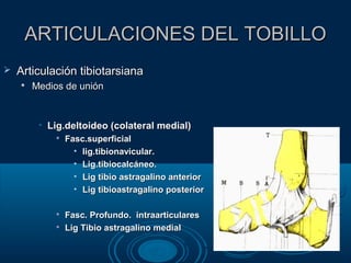 ARTICULACIONES DEL TOBILLOARTICULACIONES DEL TOBILLO
 Articulación tibiotarsianaArticulación tibiotarsiana

Medios de uniónMedios de unión
• Lig.deltoideo (colateral medial)Lig.deltoideo (colateral medial)

Fasc.superficialFasc.superficial
• lig.tibionavicular.lig.tibionavicular.
• Lig.tibiocalcáneo.Lig.tibiocalcáneo.
• Lig tibio astragalino anteriorLig tibio astragalino anterior
• Lig tibioastragalino posteriorLig tibioastragalino posterior

Fasc. Profundo. intraarticularesFasc. Profundo. intraarticulares

Lig Tibio astragalino medialLig Tibio astragalino medial
 
