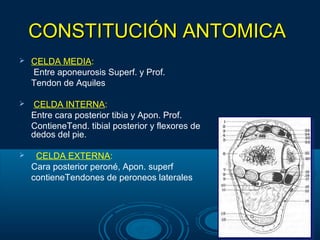 CONSTITUCIÓN ANTOMICACONSTITUCIÓN ANTOMICA
 CELDA MEDIA:
Entre aponeurosis Superf. y Prof.
Tendon de Aquiles
 CELDA INTERNA:
Entre cara posterior tibia y Apon. Prof.
ContieneTend. tibial posterior y flexores de
dedos del pie.
 CELDA EXTERNA:
Cara posterior peroné, Apon. superf
contieneTendones de peroneos laterales
 