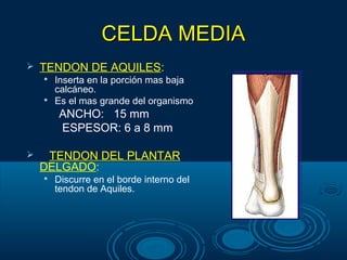 CELDA MEDIACELDA MEDIA
 TENDON DE AQUILES:

Inserta en la porción mas baja
calcáneo.

Es el mas grande del organismo
ANCHO: 15 mm
ESPESOR: 6 a 8 mm
 TENDON DEL PLANTAR
DELGADO:

Discurre en el borde interno del
tendon de Aquiles.
 