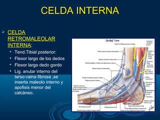 CELDA INTERNACELDA INTERNA
 CELDA
RETROMALEOLAR
INTERNA:

Tend.Tibial posterior:

Flexor largo de los dedos

Flexor largo dedo gordo

Lig. anular interno del
tarso:vaina fibrosa ,se
inserta maleolo interno y
apofisis menor del
calcàneo.
 