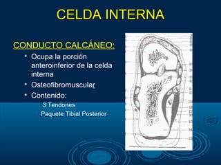 CELDA INTERNACELDA INTERNA
CONDUCTO CALCÀNEO:

Ocupa la porción
anteroinferior de la celda
interna

Osteofibromuscular

Contenido:
• 3 Tendones
• Paquete Tibial Posterior
 