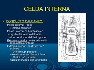 CELDA INTERNACELDA INTERNA
 CONDUCTO CALCÀNEO:
Pared externa, “òsea”
C. interna calcàneo
Pared interna .”Fibromuscular”
- Lig. Anular interno del tarso.- Lig. Anular interno del tarso.
-Musc. Abductor del dedo gordo .-Musc. Abductor del dedo gordo .
Extremo superiorExtremo superior continua la celdacontinua la celda
retromaleolar internaretromaleolar interna
Extremo inferiorExtremo inferior , se divide en 2, se divide en 2
orificios :orificios :
Orificio sup: paqueteOrificio sup: paquete
vasculonervioso plantar internovasculonervioso plantar interno
Orificio inf: paqueteOrificio inf: paquete
vasculonervioso plantar externovasculonervioso plantar externo
 