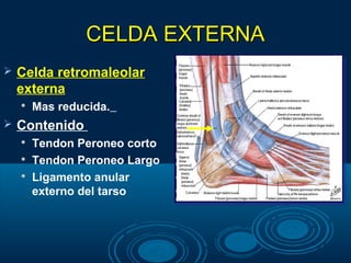 CELDA EXTERNACELDA EXTERNA
 Celda retromaleolar
externa

Mas reducida.
 Contenido

Tendon Peroneo corto

Tendon Peroneo Largo

Ligamento anular
externo del tarso
 