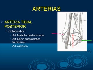 ARTERIASARTERIAS
 ARTERIA TIBIAL
POSTERIOR

Colaterales :
• Art. Maleolar posterointerna
• Art. Rama anastomótica
transversal
• Art. calcánea
 