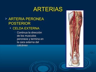 ARTERIASARTERIAS
 ARTERIA PERONEAARTERIA PERONEA
POSTERIORPOSTERIOR

CELDA EXTERNACELDA EXTERNA
• Continua la direcciònContinua la direcciòn
de los musculosde los musculos
peroneos y termina enperoneos y termina en
la cara externa della cara externa del
calcàneocalcàneo
 