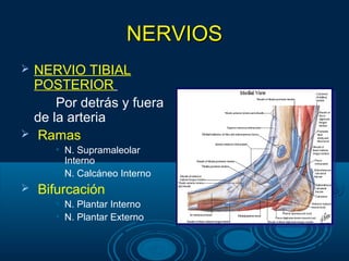 NERVIOSNERVIOS
 NERVIO TIBIAL
POSTERIOR
Por detrás y fuera
de la arteria
 Ramas
• N. Supramaleolar
Interno
• N. Calcáneo Interno
 Bifurcación
• N. Plantar Interno
• N. Plantar Externo
 