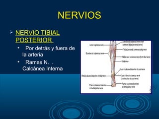 NERVIOSNERVIOS
 NERVIO TIBIAL
POSTERIOR

Por detrás y fuera de
la arteria

Ramas N. .
Calcánea Interna
 
