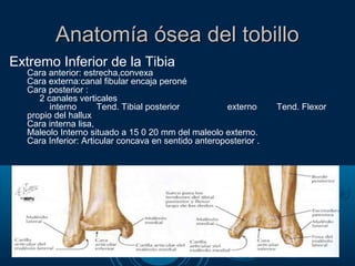 Anatomía ósea del tobilloAnatomía ósea del tobillo
Extremo Inferior de la Tibia
Cara anterior: estrecha,convexa
Cara externa:canal fibular encaja peroné
Cara posterior :
2 canales verticales
interno Tend. Tibial posterior externo Tend. Flexor
propio del hallux
Cara interna lisa,
Maleolo Interno situado a 15 0 20 mm del maleolo externo.
Cara Inferior: Articular concava en sentido anteroposterior .
 