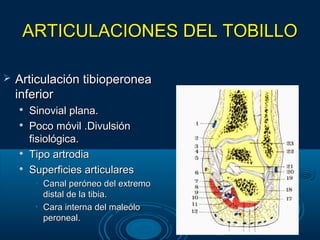 ARTICULACIONES DEL TOBILLOARTICULACIONES DEL TOBILLO
 Articulación tibioperoneaArticulación tibioperonea
inferiorinferior

Sinovial plana.Sinovial plana.

Poco móvil .DivulsiónPoco móvil .Divulsión
fisiológica.fisiológica.

Tipo artrodiaTipo artrodia

Superficies articularesSuperficies articulares
• Canal peróneo del extremoCanal peróneo del extremo
distal de la tibia.distal de la tibia.
• Cara interna del maleóloCara interna del maleólo
peroneal.peroneal.
 