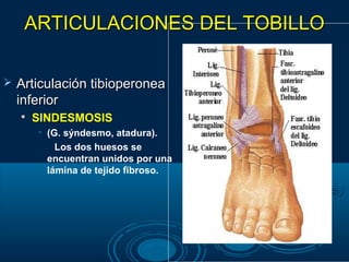 ARTICULACIONES DEL TOBILLOARTICULACIONES DEL TOBILLO
 Articulación tibioperoneaArticulación tibioperonea
inferiorinferior

SINDESMOSIS
• (G. sýndesmo, atadura).
Los dos huesos se
encuentran unidos por una
lámina de tejido fibroso.
 