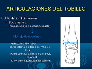 ARTICULACIONES DEL TOBILLOARTICULACIONES DEL TOBILLO
 Articulación tibiotarsianaArticulación tibiotarsiana

tipo ginglimotipo ginglimo

Trocleartrosis(tibia,peroné,astrágalo)Trocleartrosis(tibia,peroné,astrágalo)
Mortaja tibioperoneaMortaja tibioperonea
techo:c. inf. Pilon tibial.techo:c. inf. Pilon tibial.
pared interna:c.externa del maleolopared interna:c.externa del maleolo
tibial.tibial.
pared externa: c.interna del maleolopared externa: c.interna del maleolo
peroneal.peroneal.
abajo: delimitada polea astragalina.abajo: delimitada polea astragalina.
 