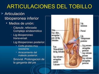 ARTICULACIONES DEL TOBILLOARTICULACIONES DEL TOBILLO
 ArticulaciónArticulación
tibioperonea inferiortibioperonea inferior

Medios de unión:Medios de unión:
• Cápsula .reforzadaCápsula .reforzada
Complejo sindesmóticoComplejo sindesmótico
• Lig.tibioperoneoLig.tibioperoneo
transversal.transversal.
• Lig.tibioperoneo posterior.Lig.tibioperoneo posterior.

Corto,grueso,muyCorto,grueso,muy
resistenteresistente

Arracamiento delArracamiento del
maleolo posterior.maleolo posterior.
• Sinovial. Prolongacion deSinovial. Prolongacion de
la garganta del piela garganta del pie
 