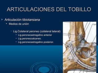 ARTICULACIONES DEL TOBILLOARTICULACIONES DEL TOBILLO
 Articulación tibiotarsianaArticulación tibiotarsiana

Medios de uniónMedios de unión
• Lig.Colateral peroneo (colateral lateral)Lig.Colateral peroneo (colateral lateral)

Lig.peroneoastragalino anteriorLig.peroneoastragalino anterior

Lig.peroneocalcaneo.Lig.peroneocalcaneo.

Lig.peroneoastragalino posterior.Lig.peroneoastragalino posterior.
 