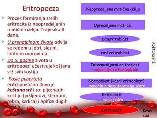 Eritropoeza 
 Proces formiranja zrelih 
eritrocita iz neopredeljenih 
matičnih ćelija. Traje oko 8 
dana. 
 U prenatalnom životu odvija 
se redom u jetri, slezini, 
limfnim čvorovima. 
 Do 5. godine života u 
eritropoezi učestvuje koštana 
srž svih kostiju. 
 Posle puberteta 
eritropoetično tkivo je 
koštana srž i to: pljosnatih 
kostiju (pršljenovi, sternum, 
rebra, karlica) i epifize dugih 
kostiju. 
10/28/14 
Neopredeljena matična ćelija 
Opredeljena mat. ćel. 
proeritroblast 
rani eritroblast 
Intermedijarni eritroblast 
-pojavljuje se hemoglobin 
Normoblast (kasni eritroblast) 
-započinje dezintegracija jedra 
Retikulocit 
-nema jedra 
eritrocit 
Koštana srž 
Krvni 
sud 
 