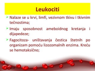 10/28/14 
Leukociti 
 Nalaze se u krvi, limfi, vezivnom tkivu i tkivnim 
tečnostima; 
 Imaju sposobnost ameboidnog kretanja i 
dijapedeze; 
 Fagocitoza- uništavanja čestica štetnih po 
organizam pomoću lizozomalnih enzima. Kreću 
se hemotaksično; 
 