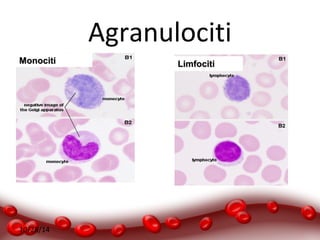 10/28/14 
Agranulociti 
MMoonnoocciittii LLiimmffoocciittii 
 