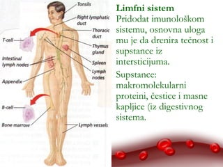 10/28/14 
Limfni sistem 
Pridodat imunološkom 
sistemu, osnovna uloga 
mu je da drenira tečnost i 
supstance iz 
intersticijuma. 
Supstance: 
makromolekularni 
proteini, čestice i masne 
kapljice (iz digestivnog 
sistema. 
 
