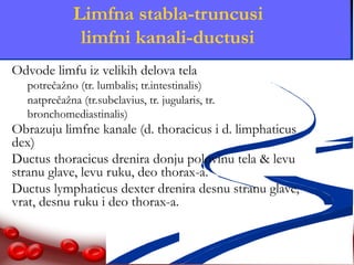 Limfna stabla-truncusi 
limfni kanali-ductusi 
 Odvode limfu iz velikih delova tela 
 potrečažno (tr. lumbalis; tr.intestinalis) 
 natprečažna (tr.subclavius, tr. jugularis, tr. 
bronchomediastinalis) 
 Obrazuju limfne kanale (d. thoracicus i d. limphaticus 
dex) 
 Ductus thoracicus drenira donju polovinu tela & levu 
stranu glave, levu ruku, deo thorax-a. 
 Ductus lymphaticus dexter drenira desnu stranu glave, 
vrat, desnu ruku i deo thorax-a. 
 