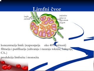 Limfni čvor 
koncentracija limfe (reapsorpcija oko 40% tečnosti) 
filtracija i purifikacija (zahvataju i razaraju toksine, bakterije, 
CA..) 
produkcija limfocita i monocita 
 